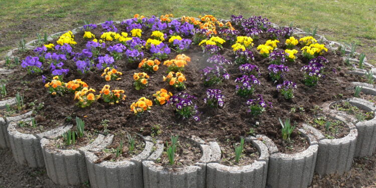 Koprzywnica: Bratki w centrum miasta.