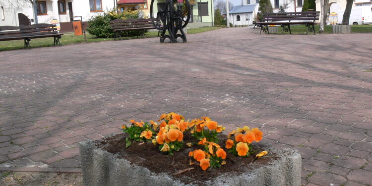 Koprzywnica: Bratki w centrum miasta.