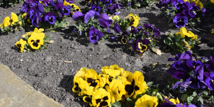 Mielec: Wiosenne porządki w mieście.