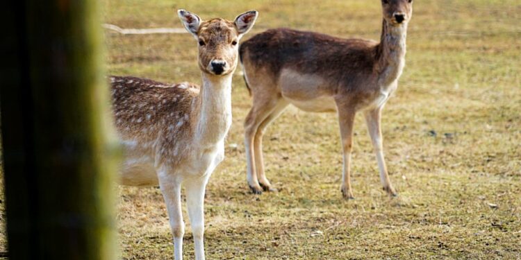 Mielec: Policjanci proszą o kontakt świadków kradzieży.