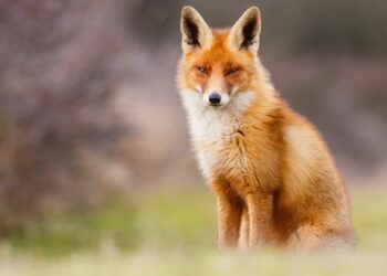 Tarnobrzeg, Podkarpacie. Szczepienie lisów.