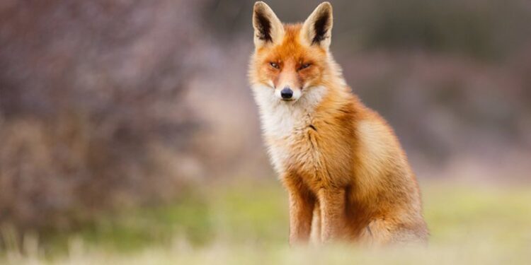 Tarnobrzeg, Podkarpacie. Szczepienie lisów.