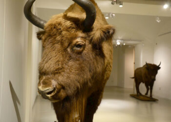 Stalowa Wola: Żubry i jelenie w murach muzeum.