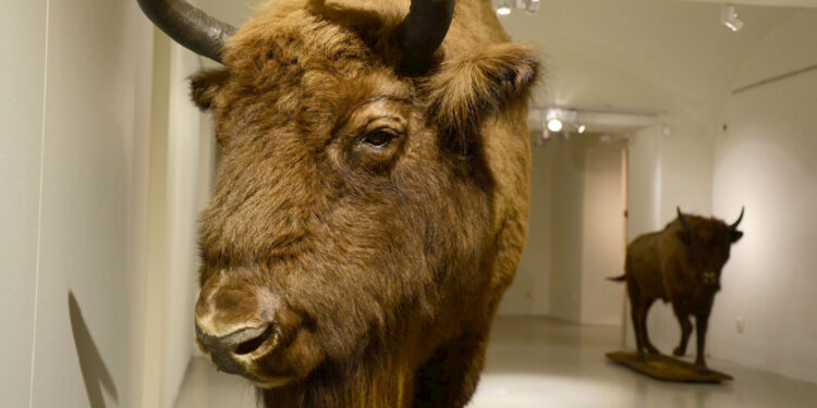 Stalowa Wola: Żubry i jelenie w murach muzeum.