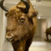 Stalowa Wola: Żubry i jelenie w murach muzeum.