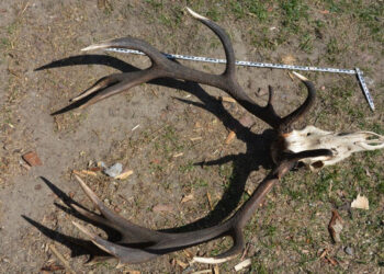 Powiat Stalowowolski: Odpowie za nielegalne posiadanie broni i trofeów myśliwskich.