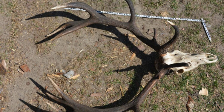 Powiat Stalowowolski: Odpowie za nielegalne posiadanie broni i trofeów myśliwskich.