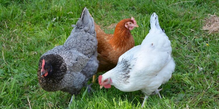 Mielec: Powiat mielecki wolny od ptasiej grypy.