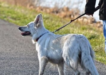 Mielec: Poszukiwani wolontariusze