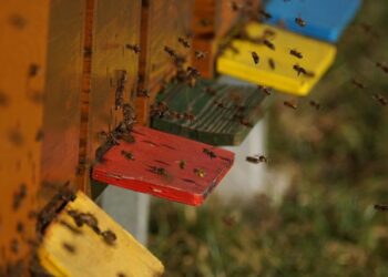 Mielec: Ktokolwiek widział, ktokolwiek wie…