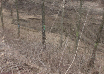 Stalowa Wola: Budowa parku zimnej wody z mniejszą niż planowano wycinką drzew.