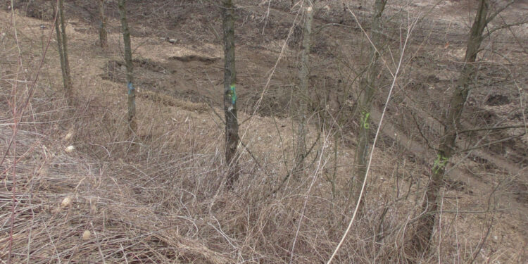 Stalowa Wola: Budowa parku zimnej wody z mniejszą niż planowano wycinką drzew.