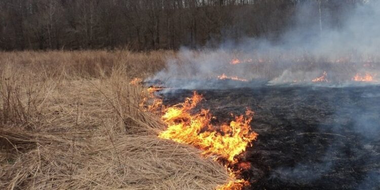 Mielec: Wypalanie traw grozi utratą dopłat.