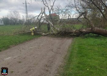 Tarnobrzeg, powiat tarnobrzeski. Interwencje po wichurze