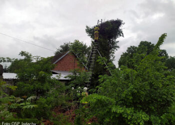 Jadachy. Strażacy pomogli bocianiej rodzinie