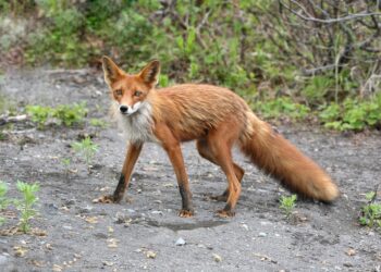 Tarnobrzeg. Lis w piwnicy. Interweniowali strażnicy miejscy.