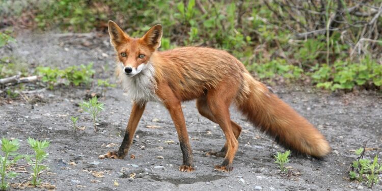 Tarnobrzeg. Lis w piwnicy. Interweniowali strażnicy miejscy.