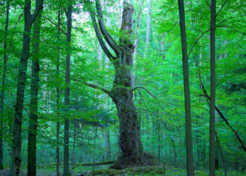 Ludjan: Droga w rezerwacie czeka na dofinansowanie