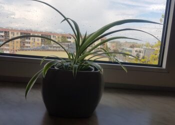 Tarnobrzeg. Wkrótce kwiatowymiana.