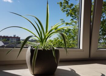 Tarnobrzeg. I Kwiatowymiana.