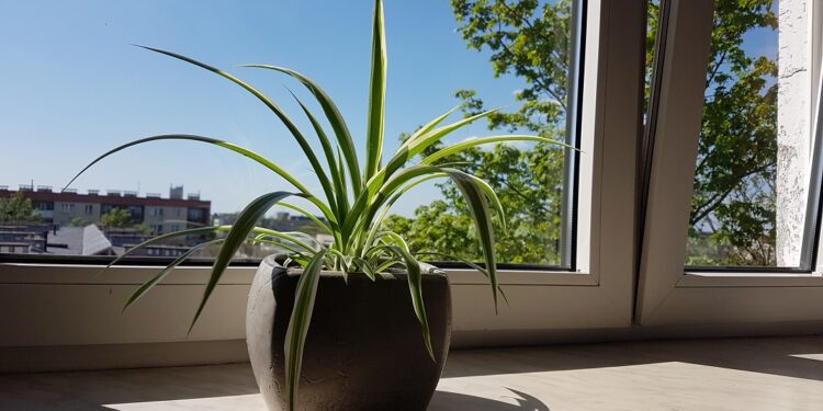 Tarnobrzeg. I Kwiatowymiana.