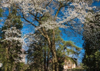 Stalowa Wola: Wybierz się na muzealny spacer po Parku Lubomirskich w Charzewicach