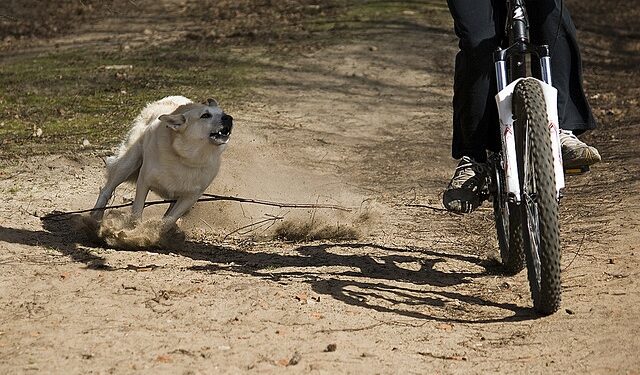 Czermin: Pilnujcie swoich czworonogów!