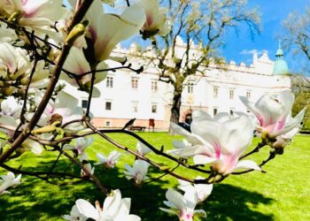 Baranów Sandomierski. Zamek czeka na zwiedzających