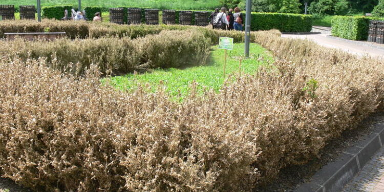 Sandomierz: Szkodnik ze Wschodu niszczy bukszpany.