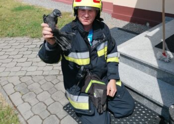 Tarnobrzeg. Strażacy oswobodzili kawkę