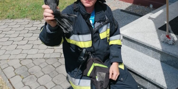 Tarnobrzeg. Strażacy oswobodzili kawkę