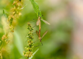 Sandomierz: Dziś i jutro odkomarzanie miasta.