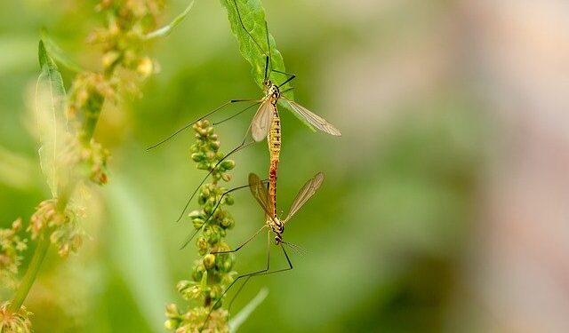 Sandomierz: Dziś i jutro odkomarzanie miasta.