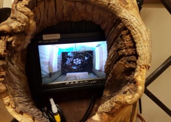 Tarnobrzeg. Podglądnij sikorki.