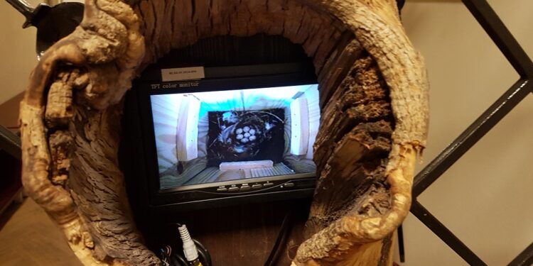 Tarnobrzeg. Podglądnij sikorki.