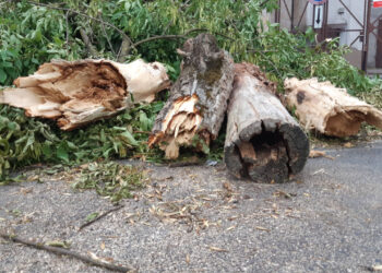 Stalowa Wola: Wycinka drzew na remontowanej ulicy Popiełuszki