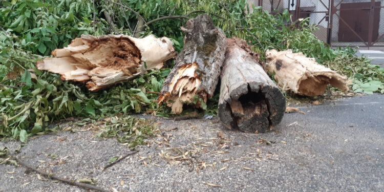 Stalowa Wola: Wycinka drzew na remontowanej ulicy Popiełuszki