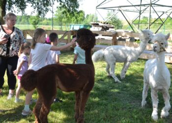 Przędzel: Pogadanka o przemocy na ranczu z alpakami