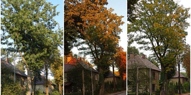 Mielec:  Wspomóżmy drzewo z Sosnowca.