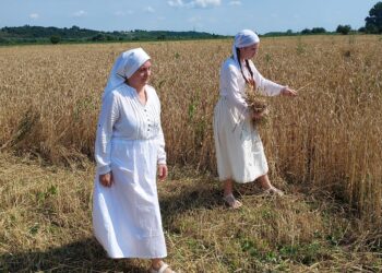 Sandomierz: Żniwa jak dawniej.