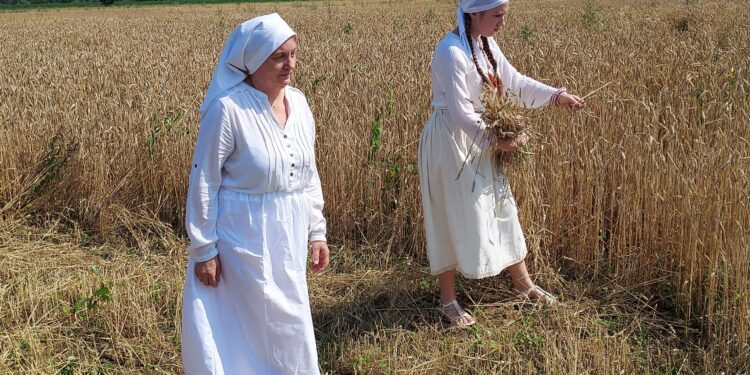 Sandomierz: Żniwa jak dawniej.