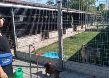 Mielec: Remonty w schronisku dla zwierząt.