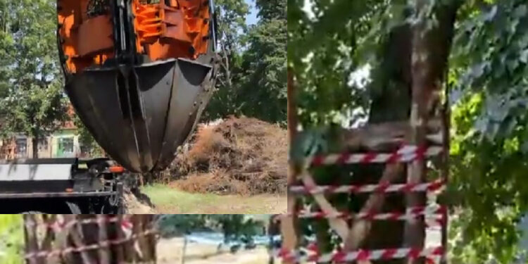 Stalowa Wola: Przesadzili lipę na rozwadowskim rynku bo kolidowała z inwestycją