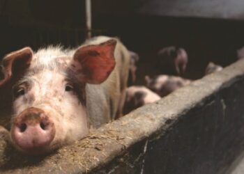 Przecław: Przestrzeganie podstawowych zasad bioasekuracji.