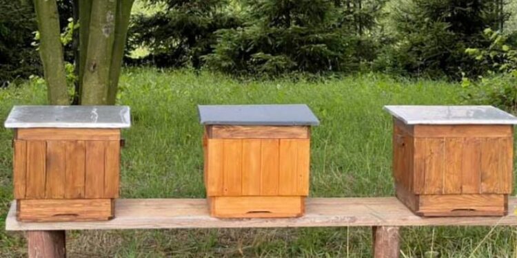 Dębica: Liściaste płuca Dębicy pną się w górę.