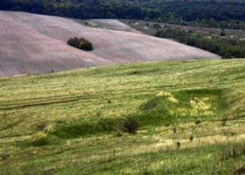 Tarnobrzeg. Morsy będą miały swoją siedzibę nad Jeziorem Tarnobrzeskim?