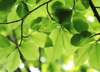 Stalowa Wola:Zielone enklawy co 1000 kroków