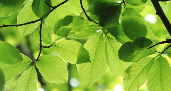 Stalowa Wola:Zielone enklawy co 1000 kroków