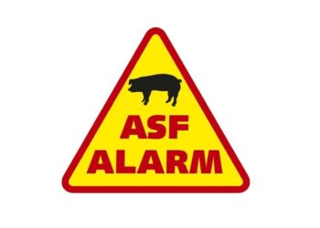 Mielec: ASF nie ma granic.