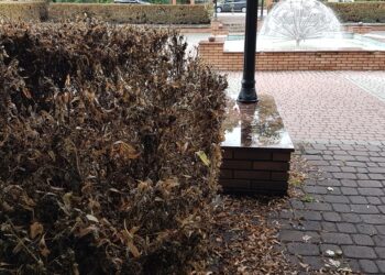 Tarnobrzeg. Żarłoczny szkodnik nie ominął miasta.